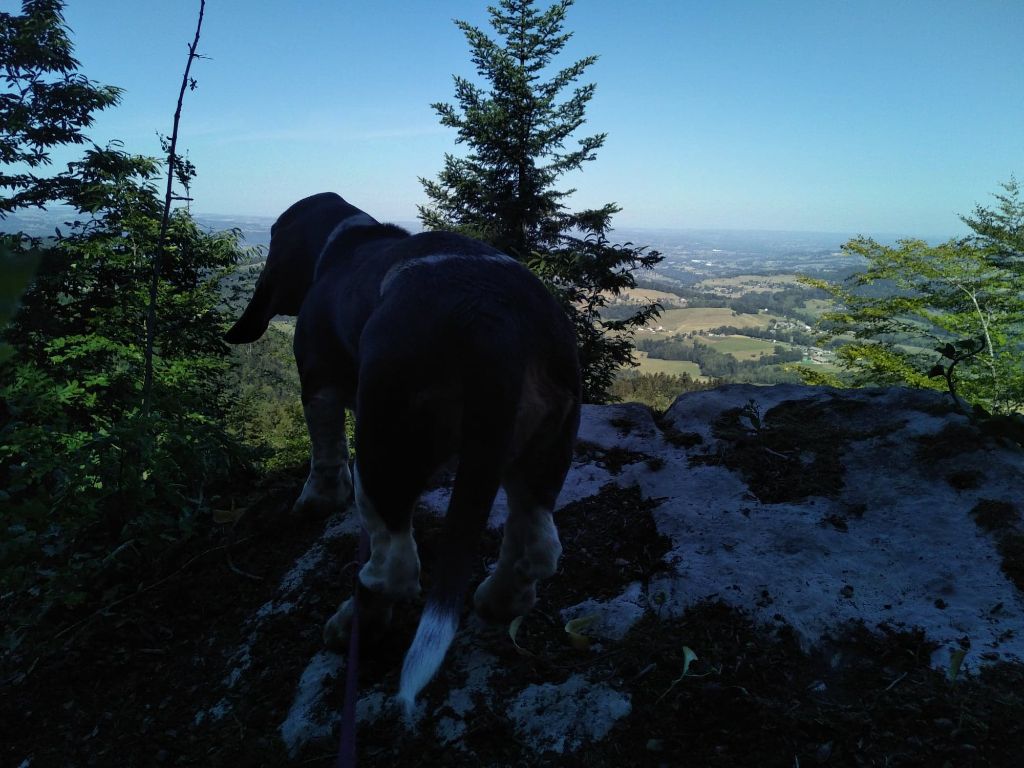 Shadow Du Ruisseau De La Manine