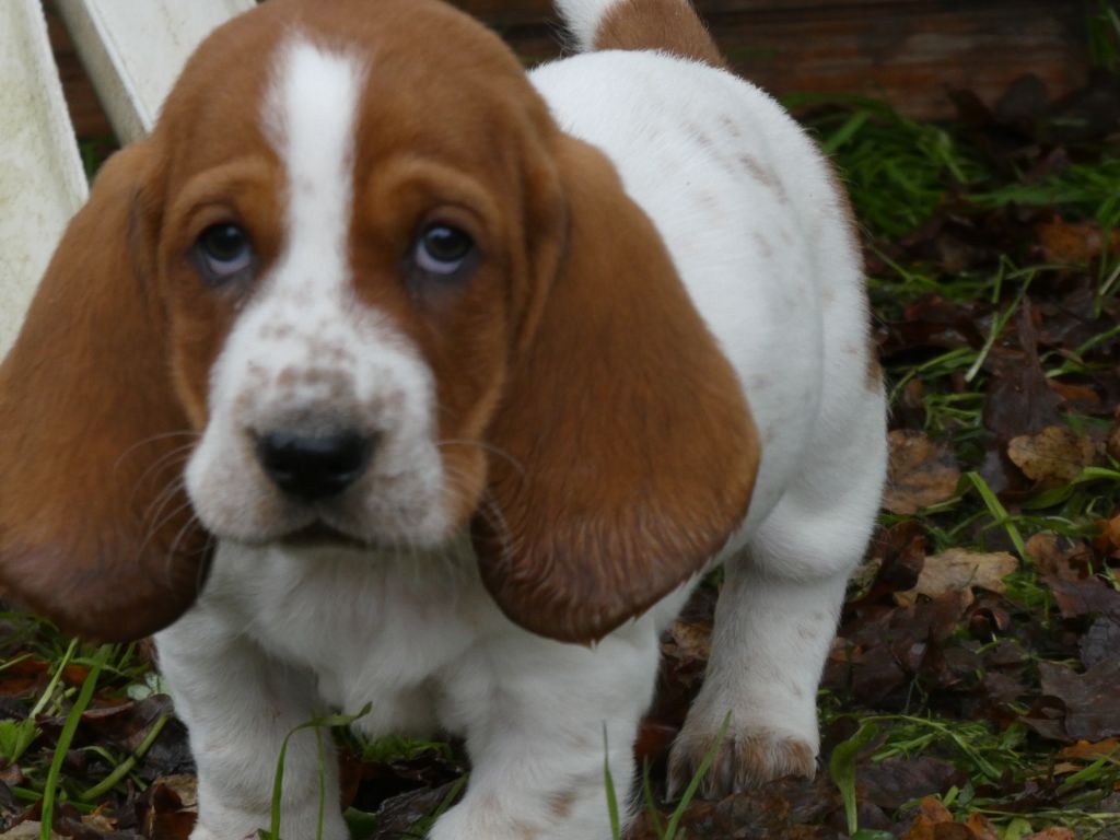 Des Contrées Alpines - Chiot disponible  - Basset Hound