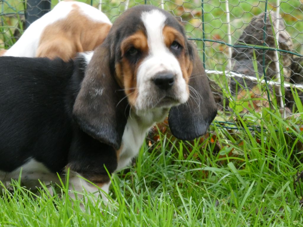 Des Contrées Alpines - Chiot disponible  - Basset Hound