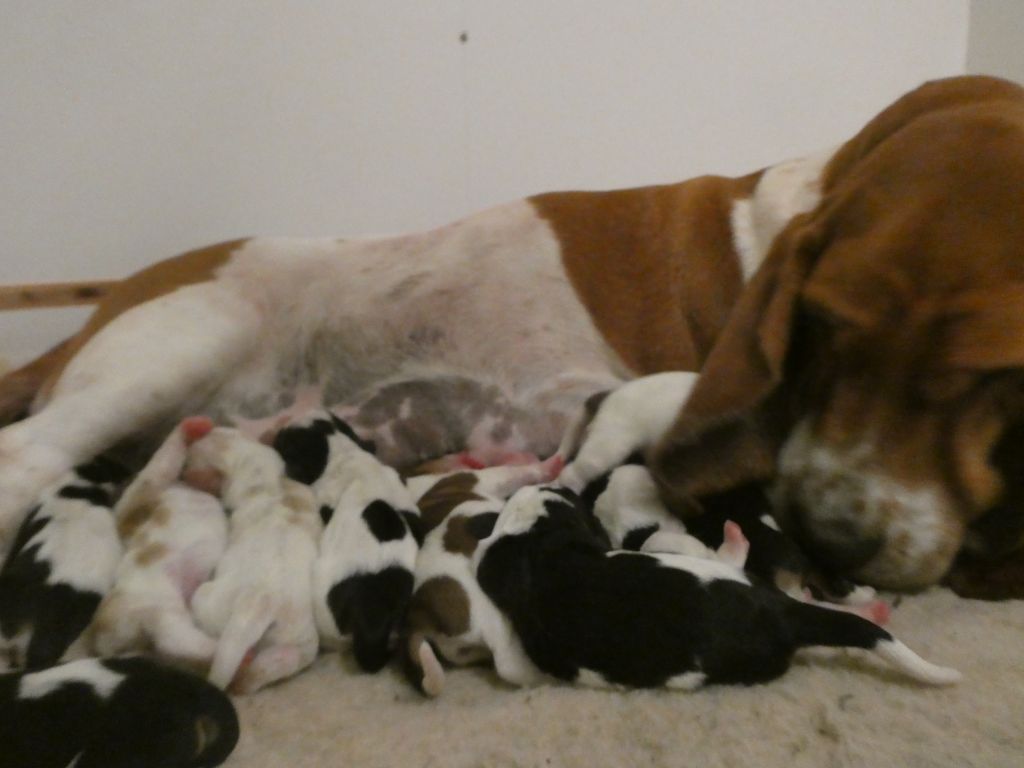 chiot Basset Hound Des Contrées Alpines