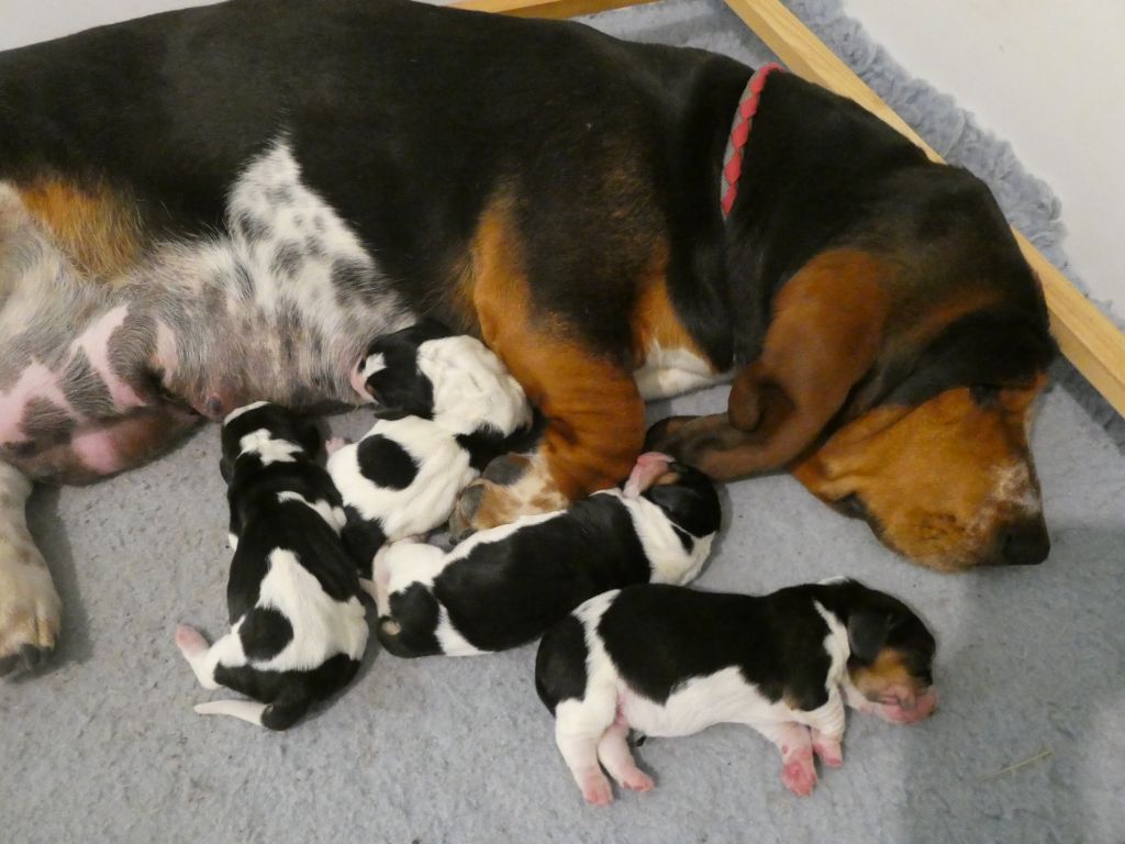 chiot Basset Hound Des Contrées Alpines