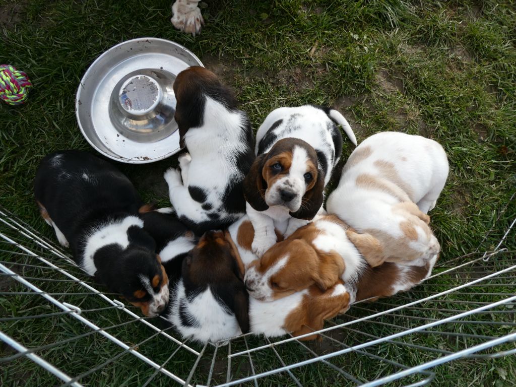 chiot Basset Hound Des Contrées Alpines