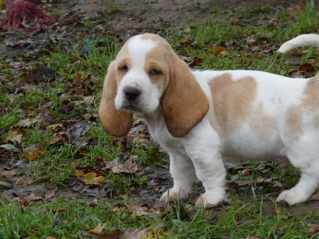 Des Contrées Alpines - Chiot disponible  - Basset Hound