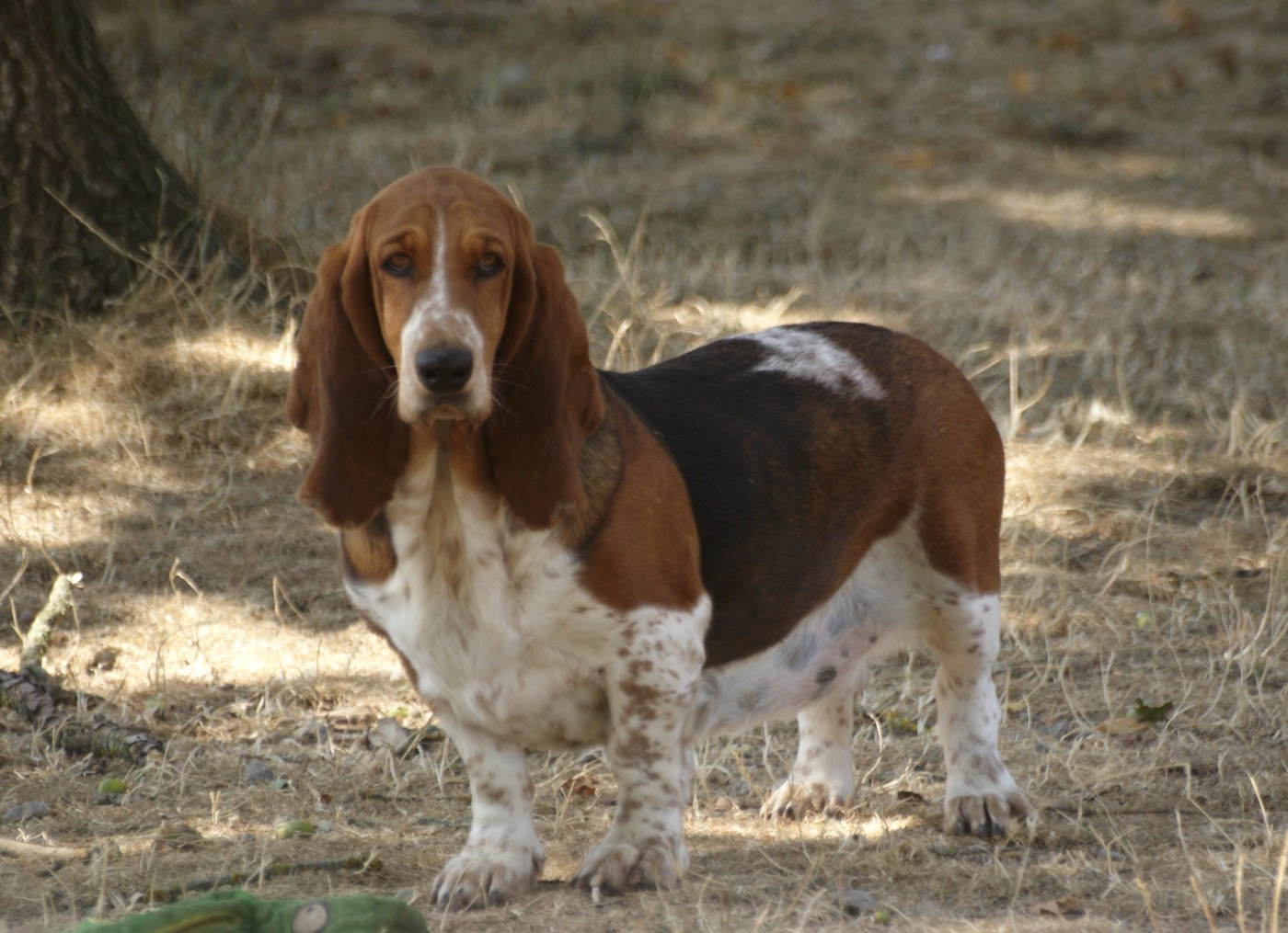 Viennoise des Cotes de la Saunade