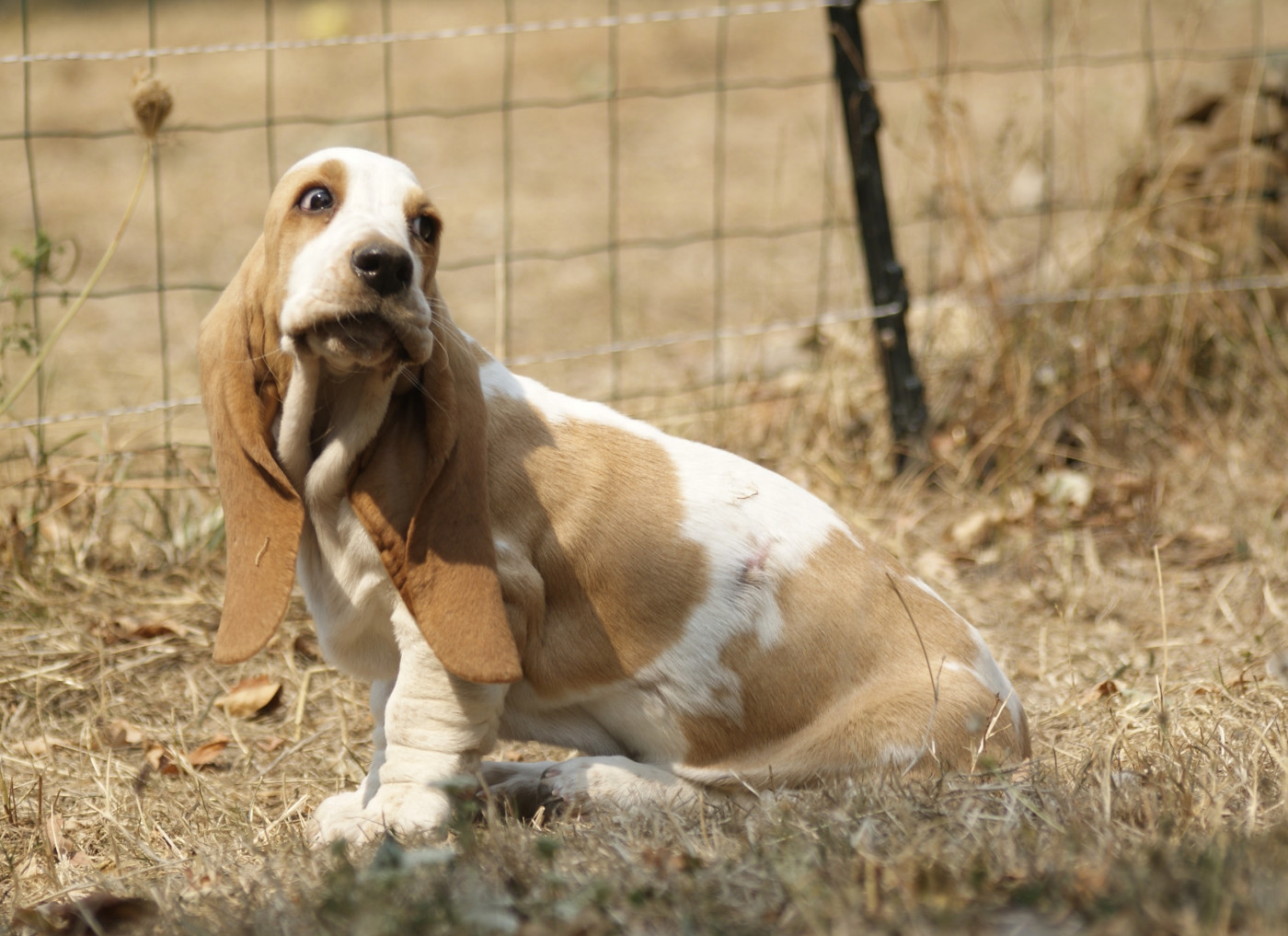 Le basset hound en quelques mots !