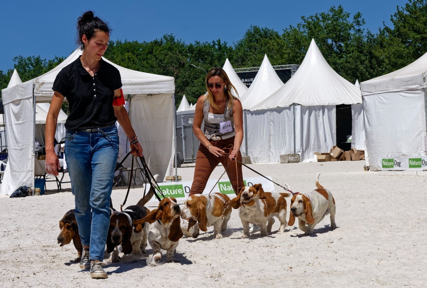 Expositions canines