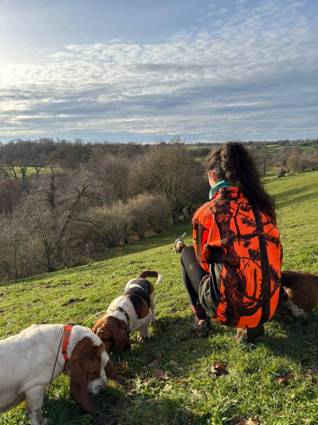 Les hounds sur gibier