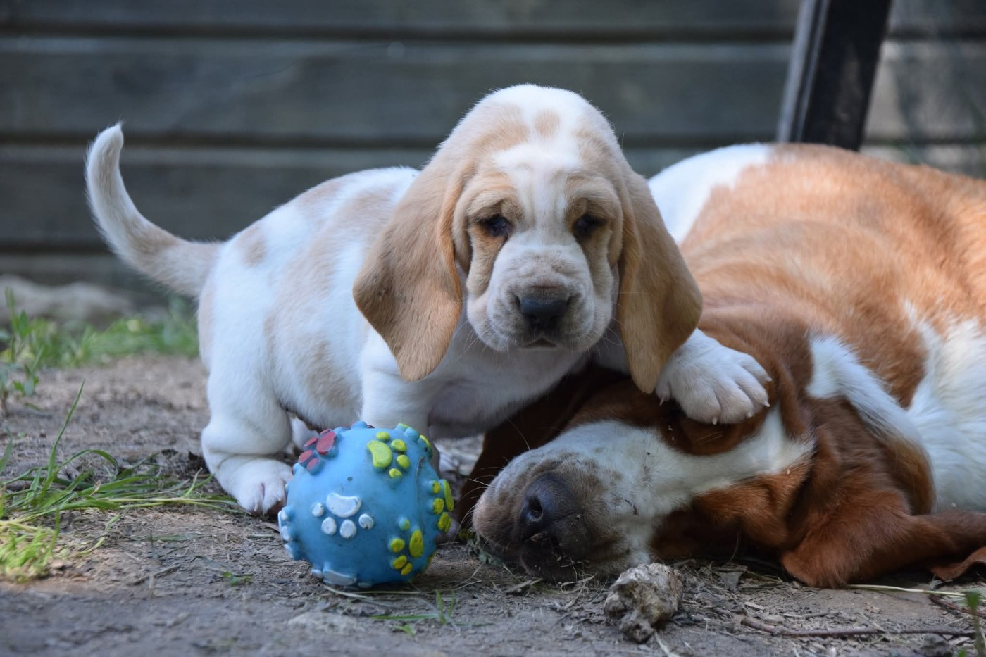 Les chiots à l'élevage