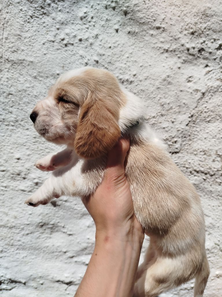 Des Contrées Alpines - Chiots disponibles - Basset Hound