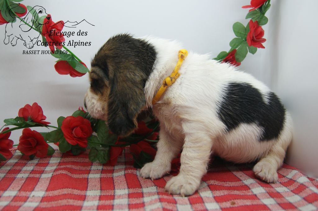 Des Contrées Alpines - Chiots disponibles - Basset Hound