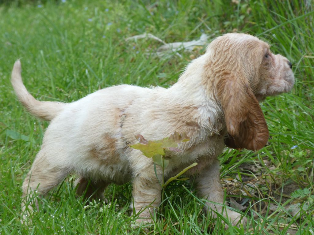Des Contrées Alpines - Chiots disponibles - Basset Hound