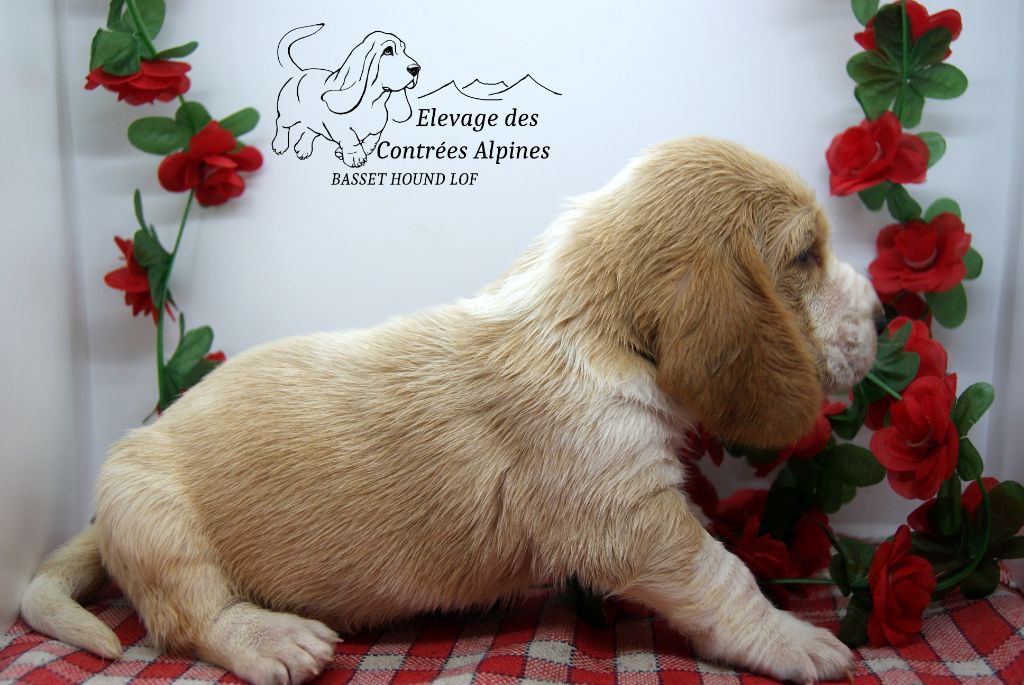 Des Contrées Alpines - Chiots disponibles - Basset Hound