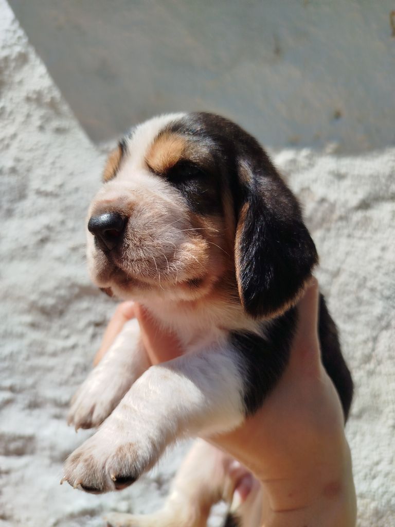 Des Contrées Alpines - Chiots disponibles - Basset Hound