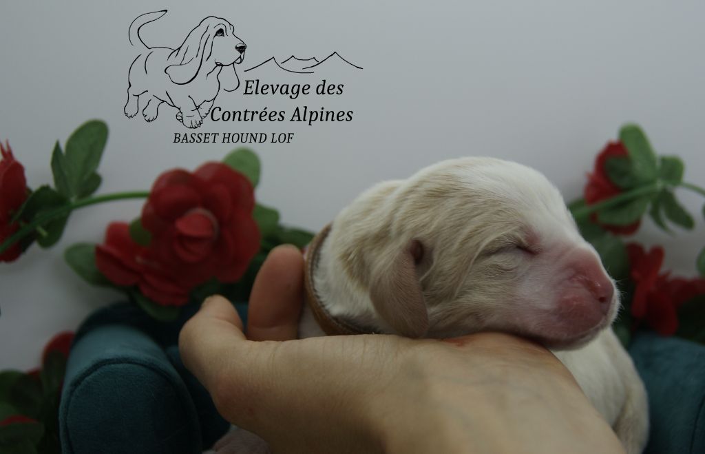 Des Contrées Alpines - Chiots disponibles - Basset Hound