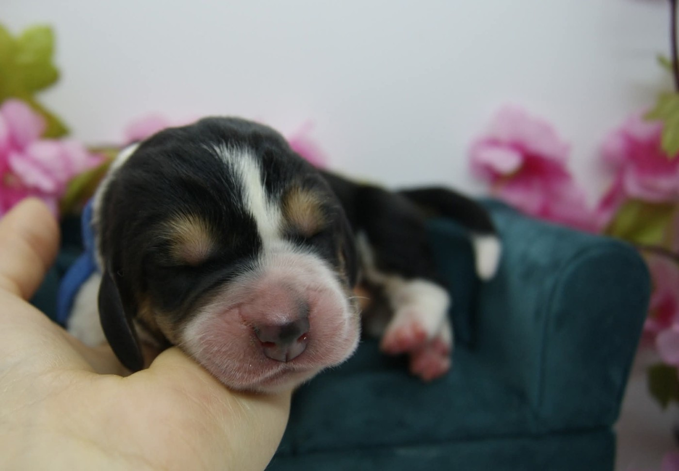 Des Contrées Alpines - Chiots disponibles - Basset Hound