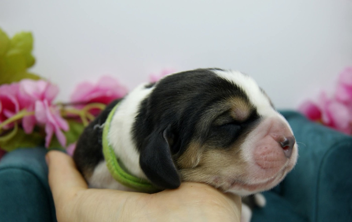 Des Contrées Alpines - Chiots disponibles - Basset Hound