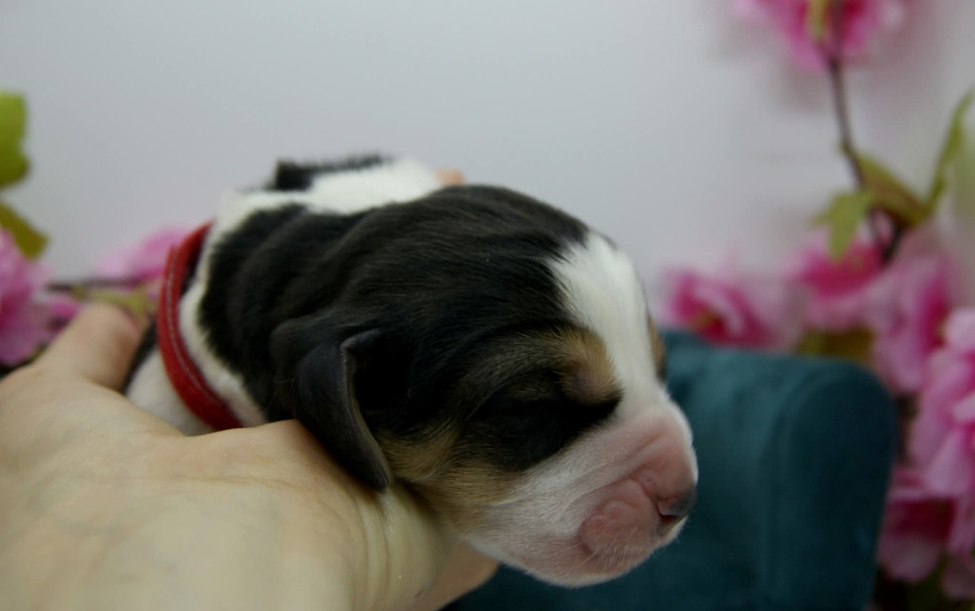 Des Contrées Alpines - Chiots disponibles - Basset Hound