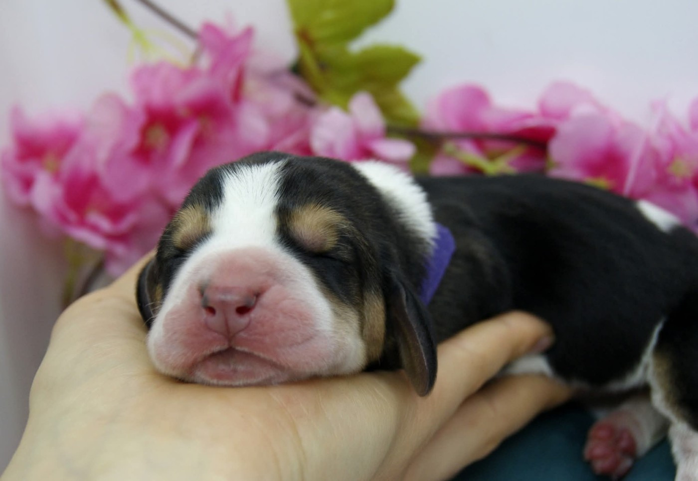 Des Contrées Alpines - Chiots disponibles - Basset Hound