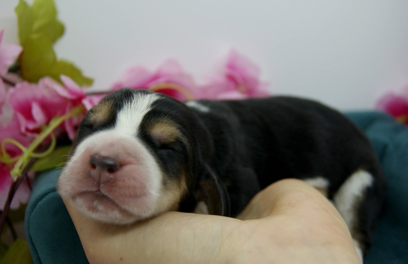 Des Contrées Alpines - Chiots disponibles - Basset Hound