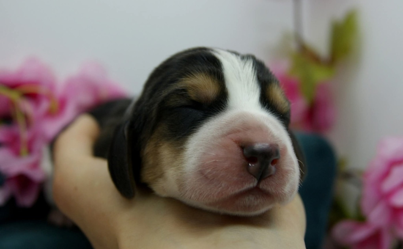 Des Contrées Alpines - Chiots disponibles - Basset Hound