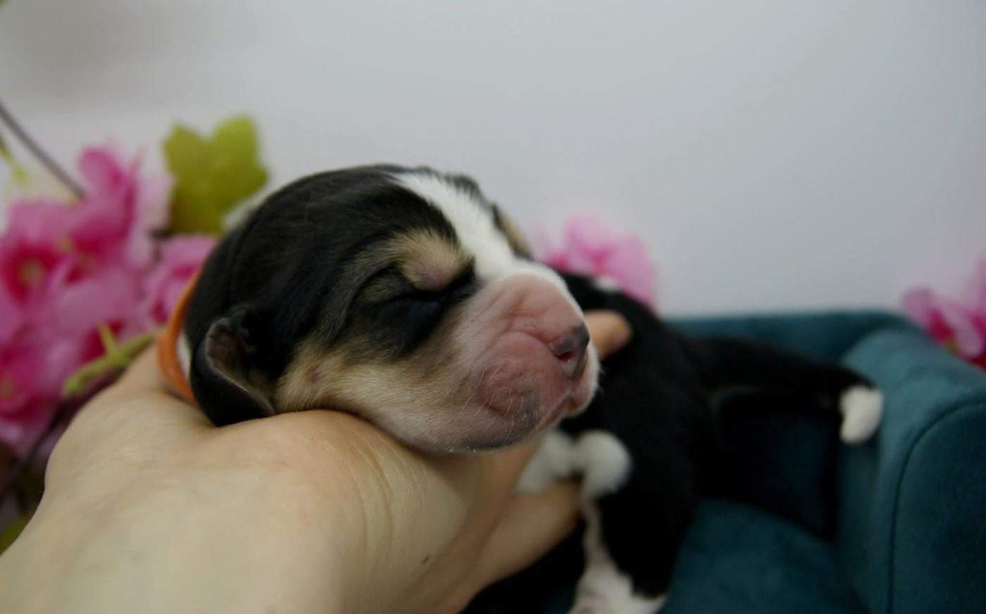 Des Contrées Alpines - Chiots disponibles - Basset Hound