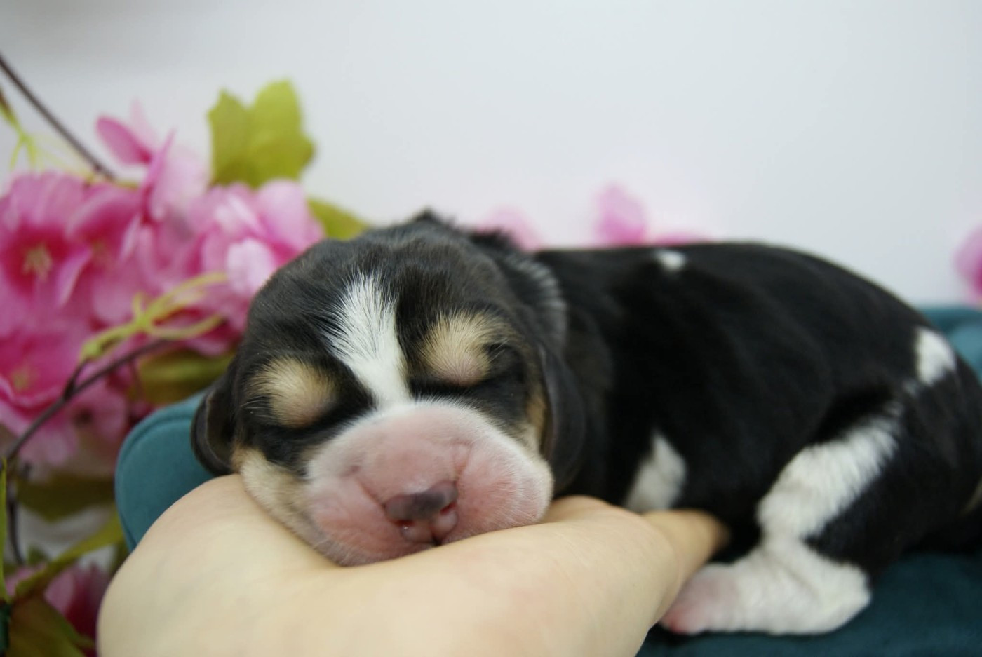 Des Contrées Alpines - Chiots disponibles - Basset Hound