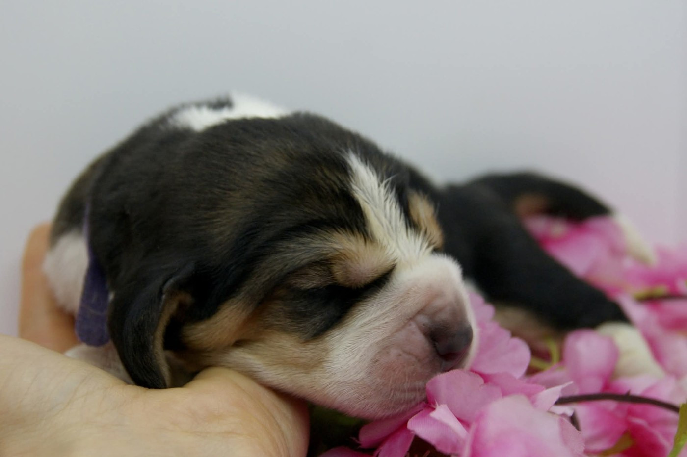 Des Contrées Alpines - Chiots disponibles - Basset Hound