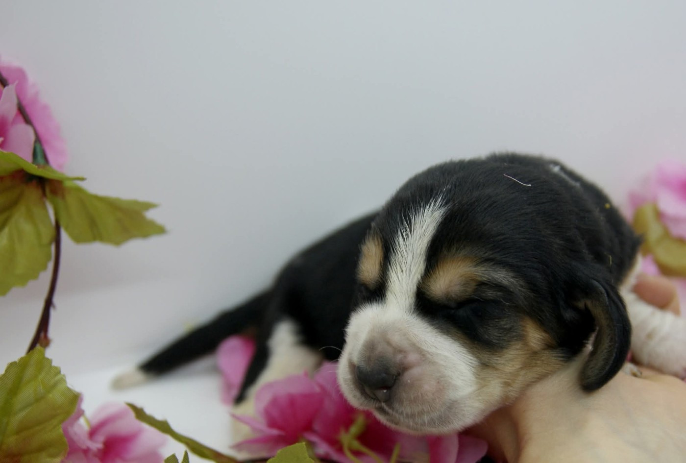 Des Contrées Alpines - Chiots disponibles - Basset Hound