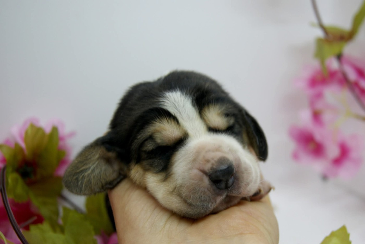 Des Contrées Alpines - Chiots disponibles - Basset Hound