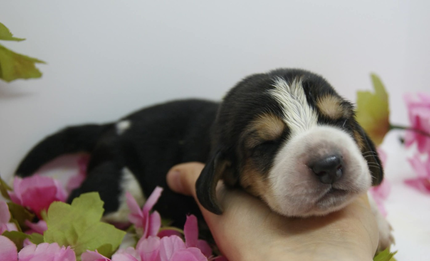 Des Contrées Alpines - Chiots disponibles - Basset Hound