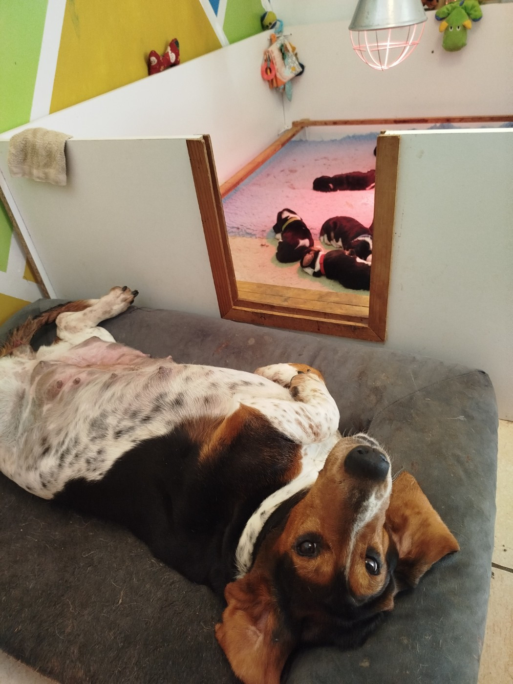 Des Contrées Alpines - Basset Hound - Portée née le 26/10/2025