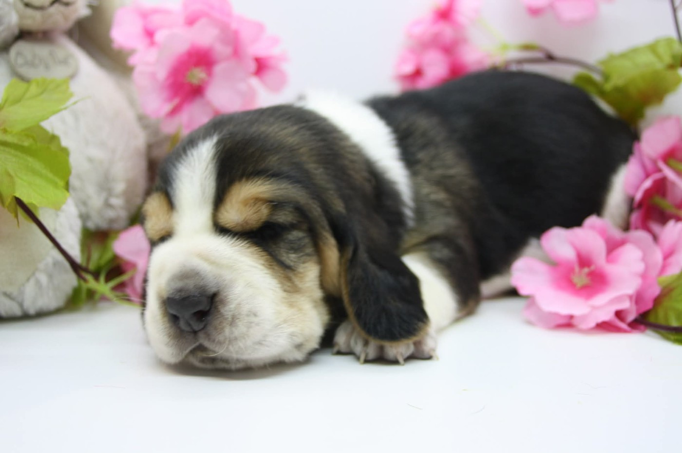 Des Contrées Alpines - Chiots disponibles - Basset Hound