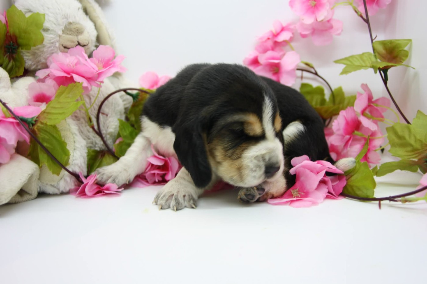 Des Contrées Alpines - Chiots disponibles - Basset Hound