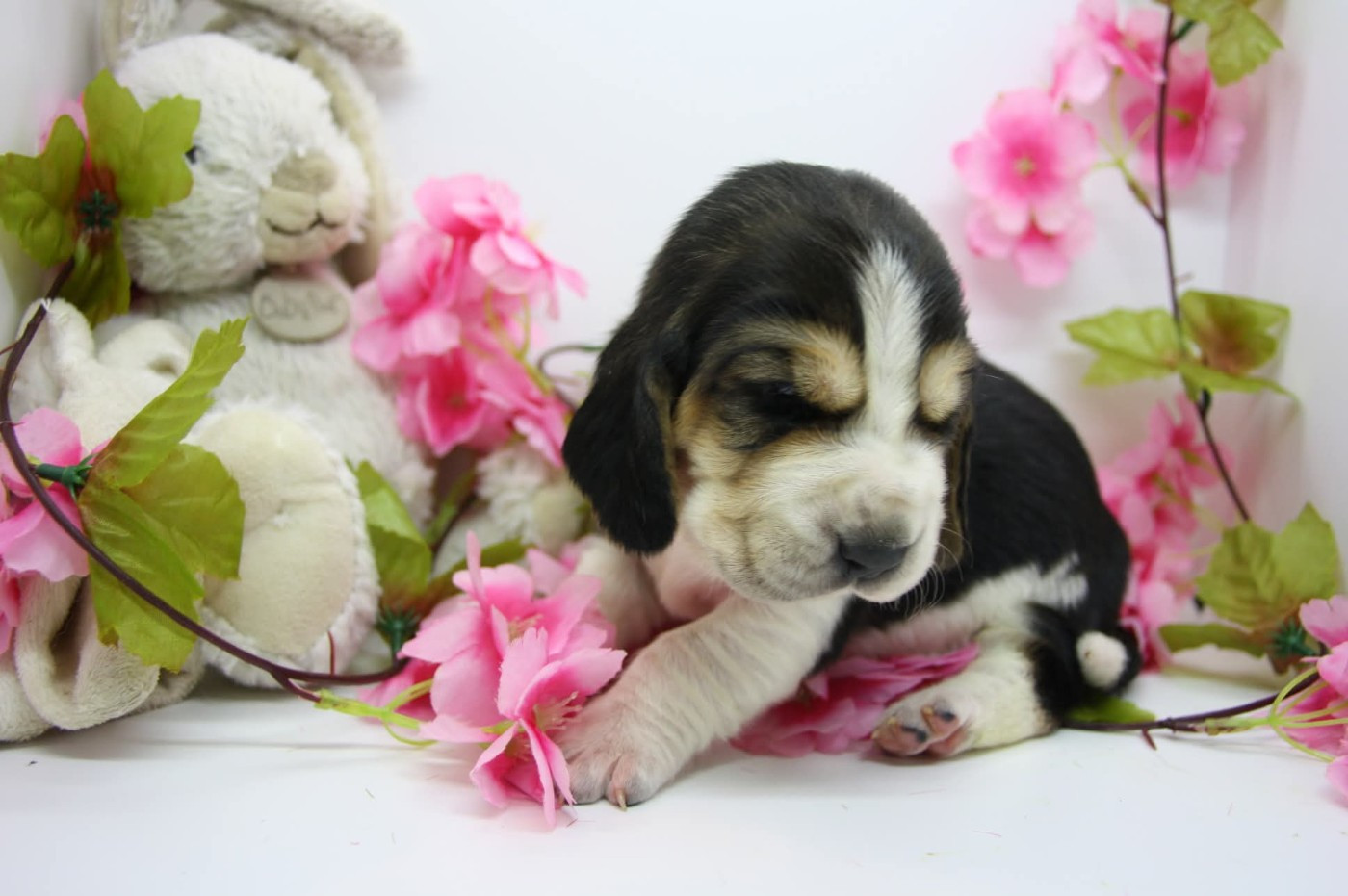Des Contrées Alpines - Chiots disponibles - Basset Hound