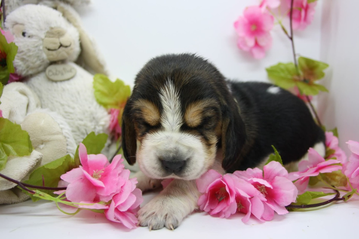 Des Contrées Alpines - Chiots disponibles - Basset Hound