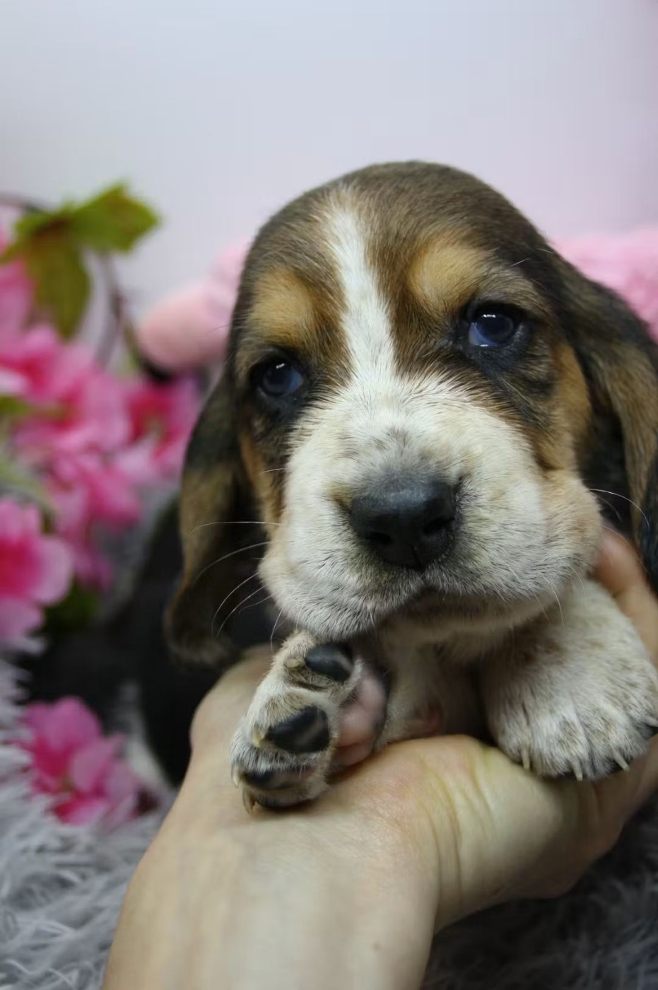 Des Contrées Alpines - Chiots disponibles - Basset Hound