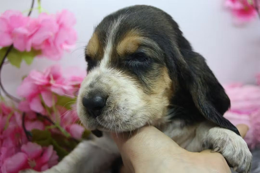 Des Contrées Alpines - Chiots disponibles - Basset Hound