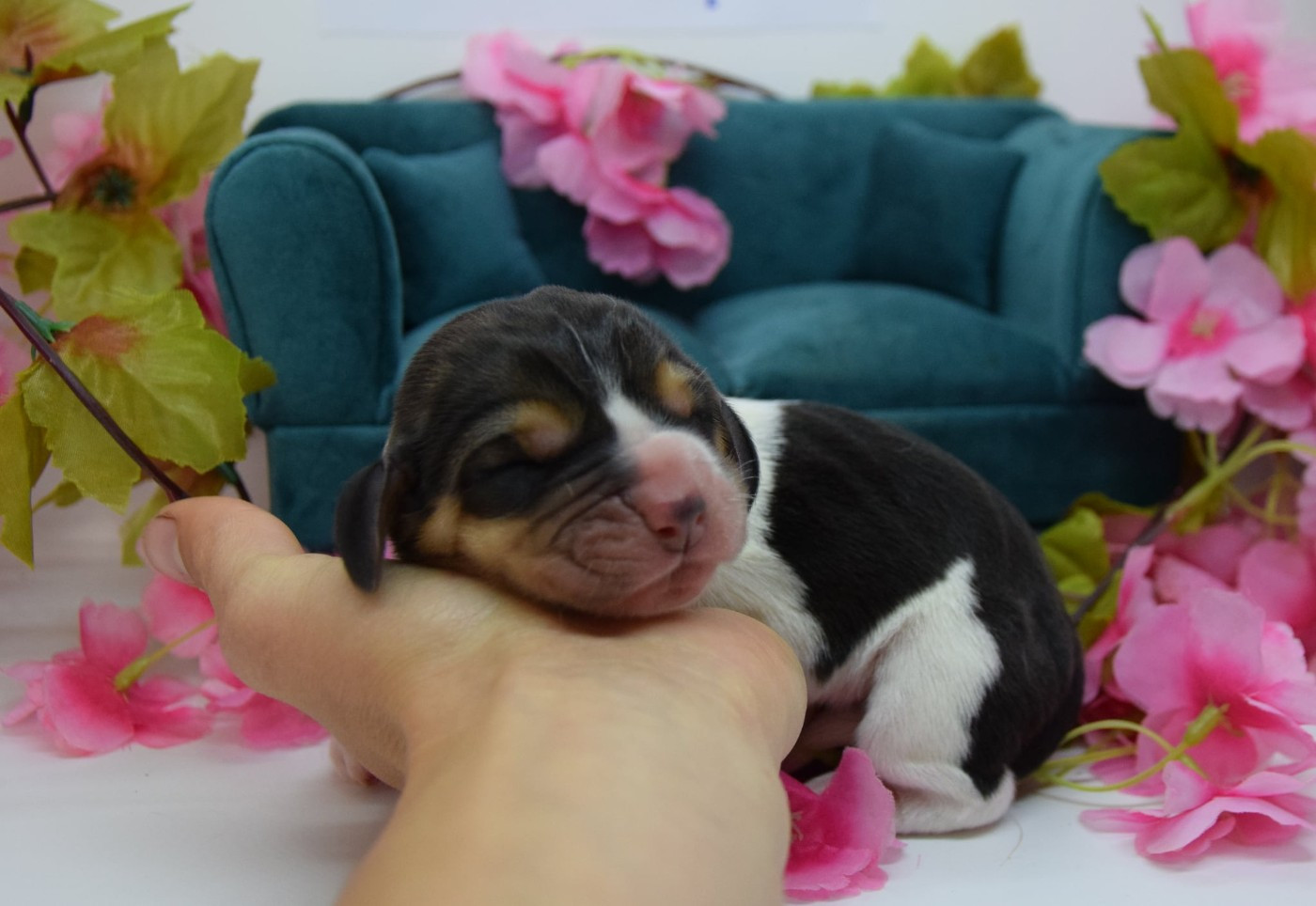 Des Contrées Alpines - Chiots disponibles - Basset Hound