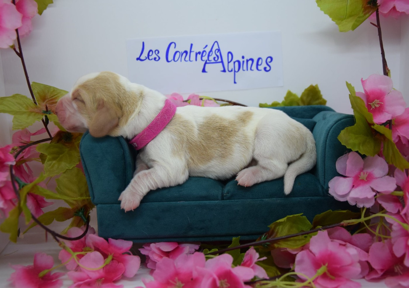 Des Contrées Alpines - Chiots disponibles - Basset Hound