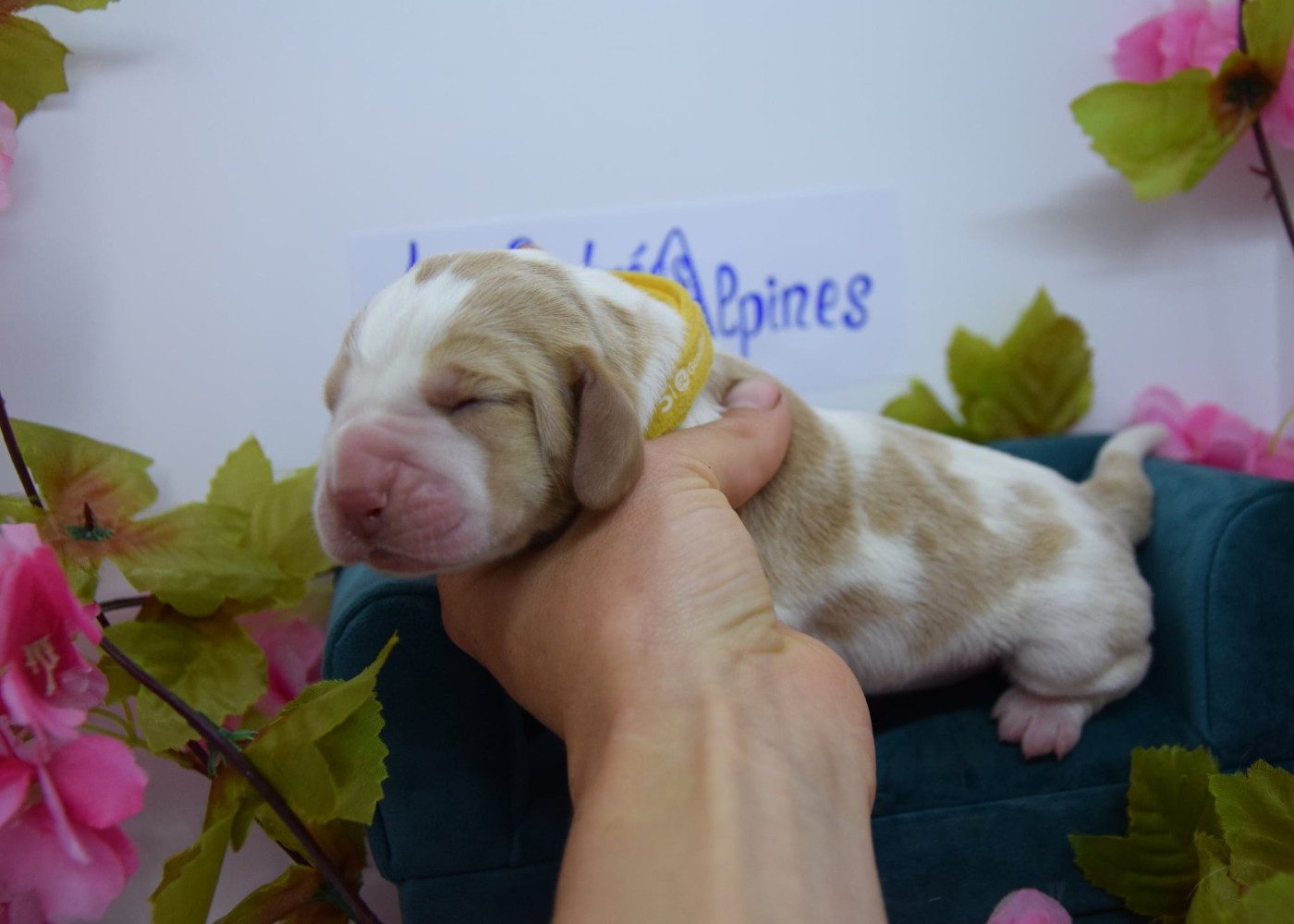 Des Contrées Alpines - Chiots disponibles - Basset Hound