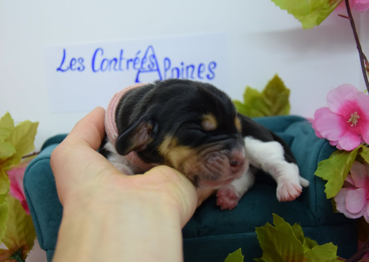 Des Contrées Alpines - Chiots disponibles - Basset Hound