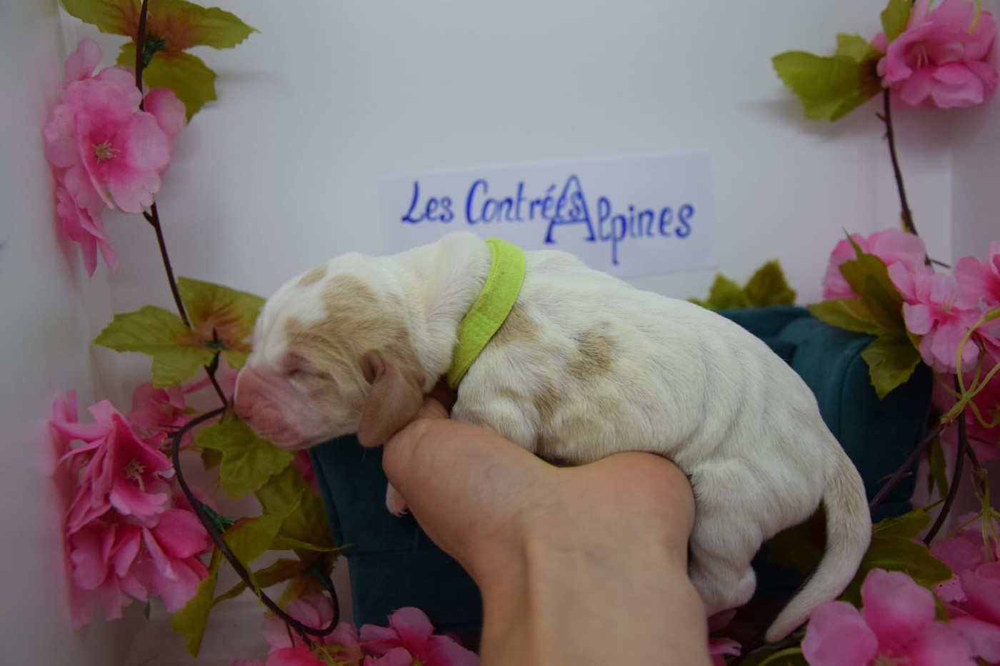 Des Contrées Alpines - Chiots disponibles - Basset Hound