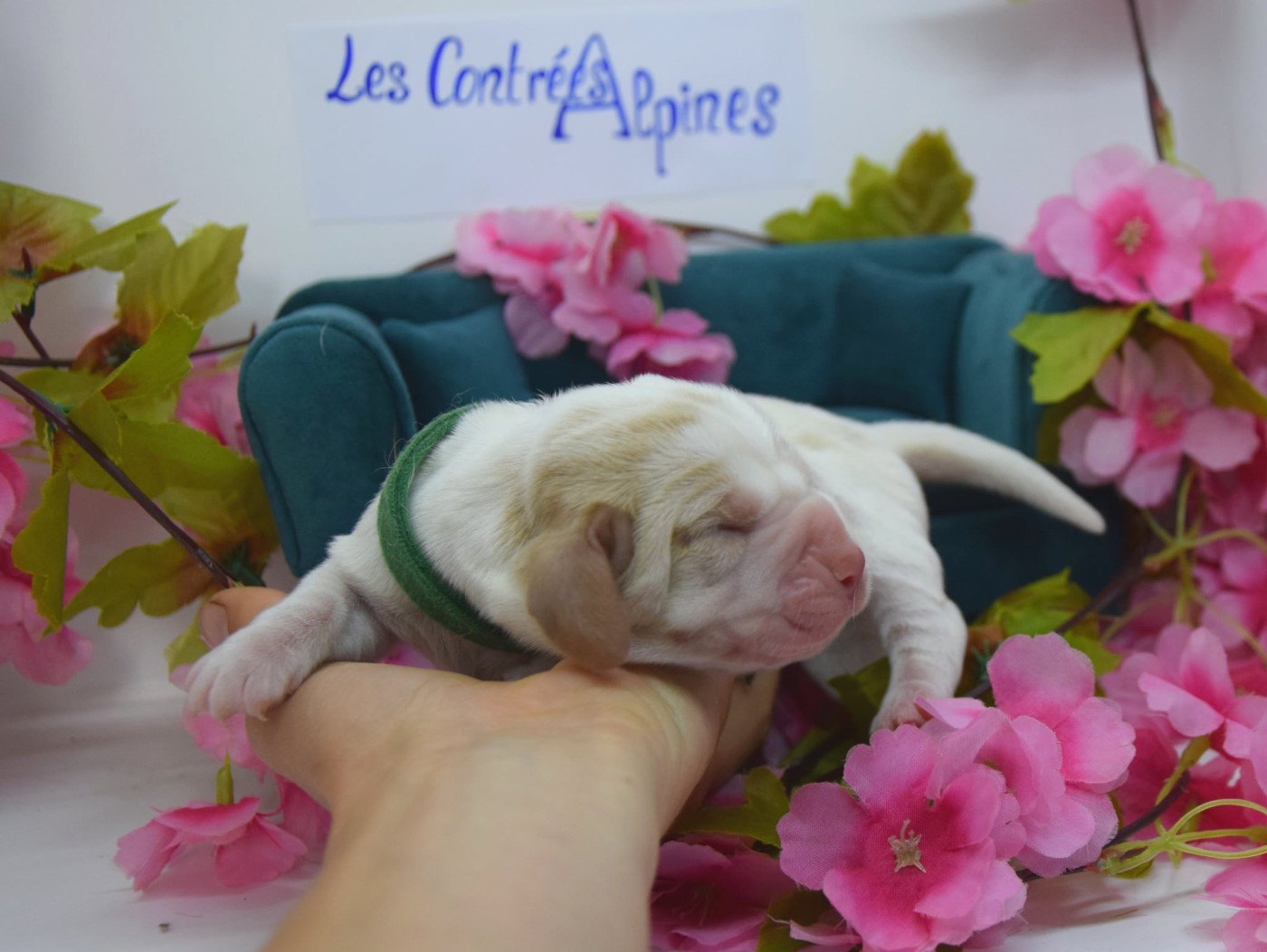 Des Contrées Alpines - Chiots disponibles - Basset Hound