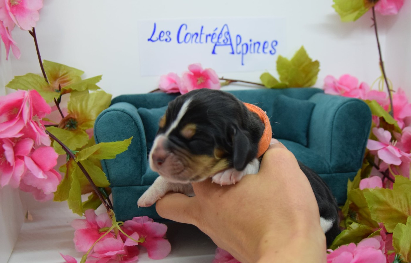 Des Contrées Alpines - Chiots disponibles - Basset Hound