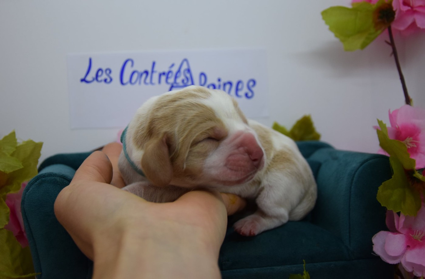 Des Contrées Alpines - Chiots disponibles - Basset Hound
