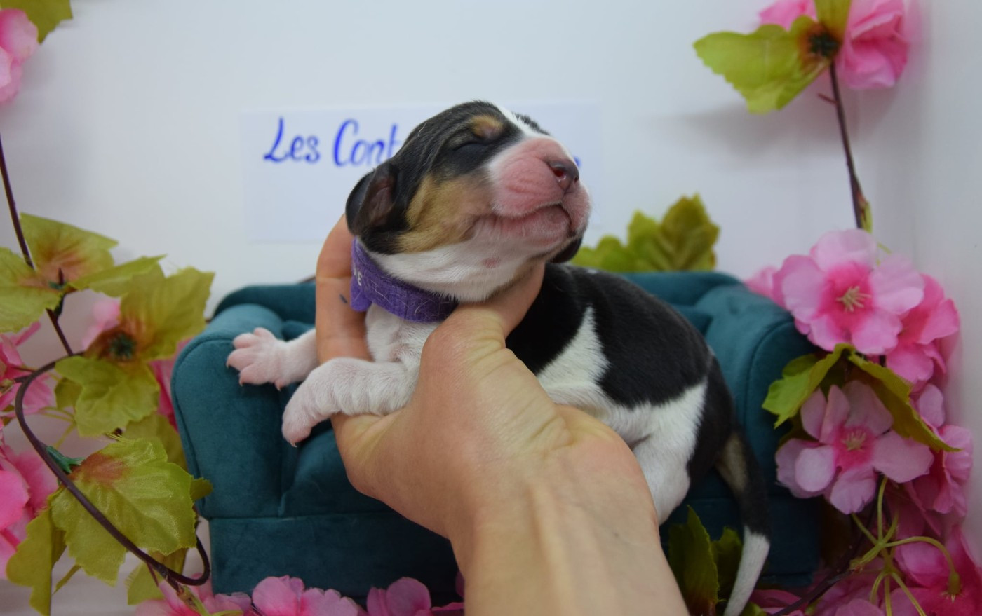 Des Contrées Alpines - Chiots disponibles - Basset Hound