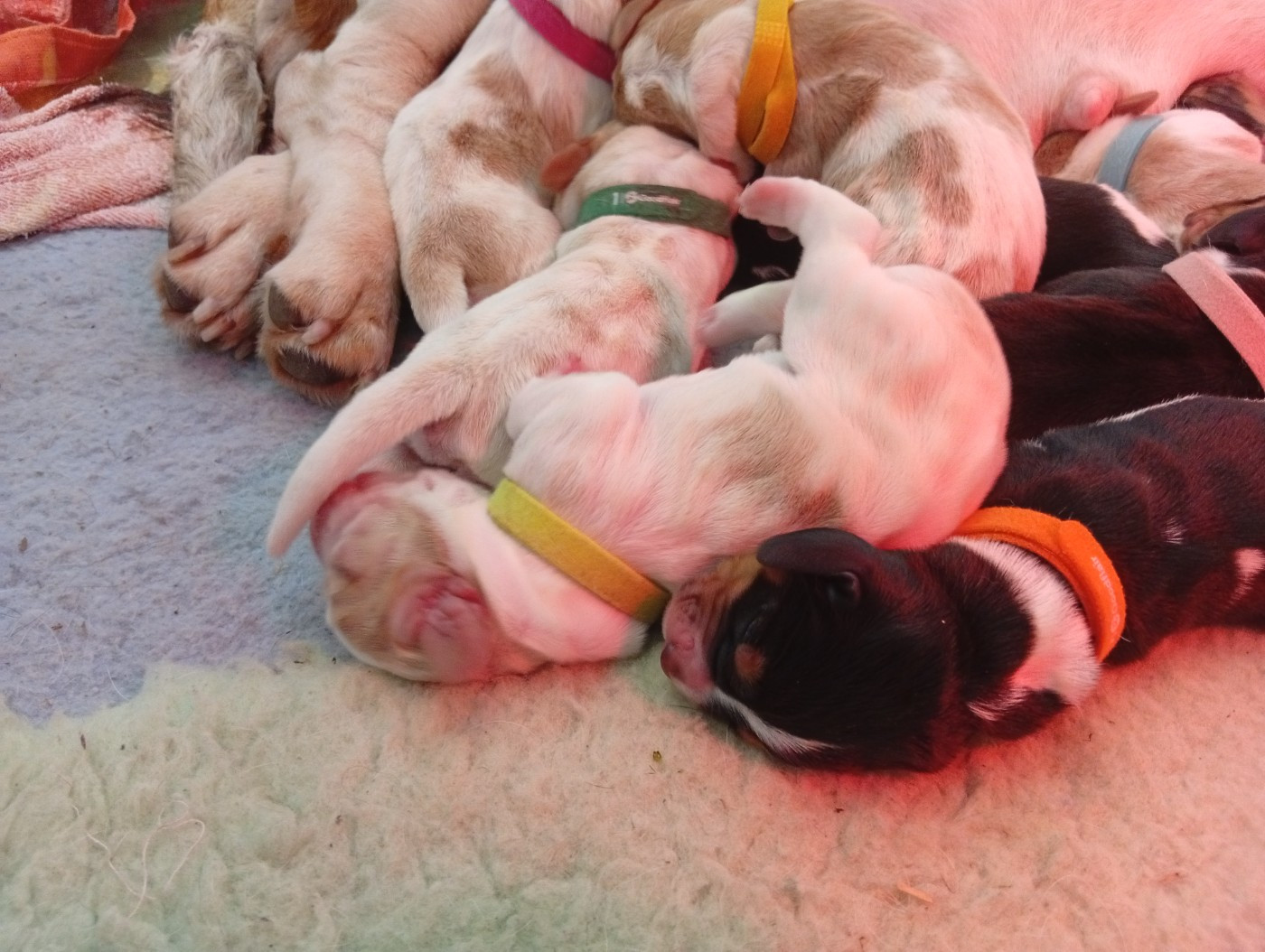 Chiot Basset Hound Des Contrées Alpines