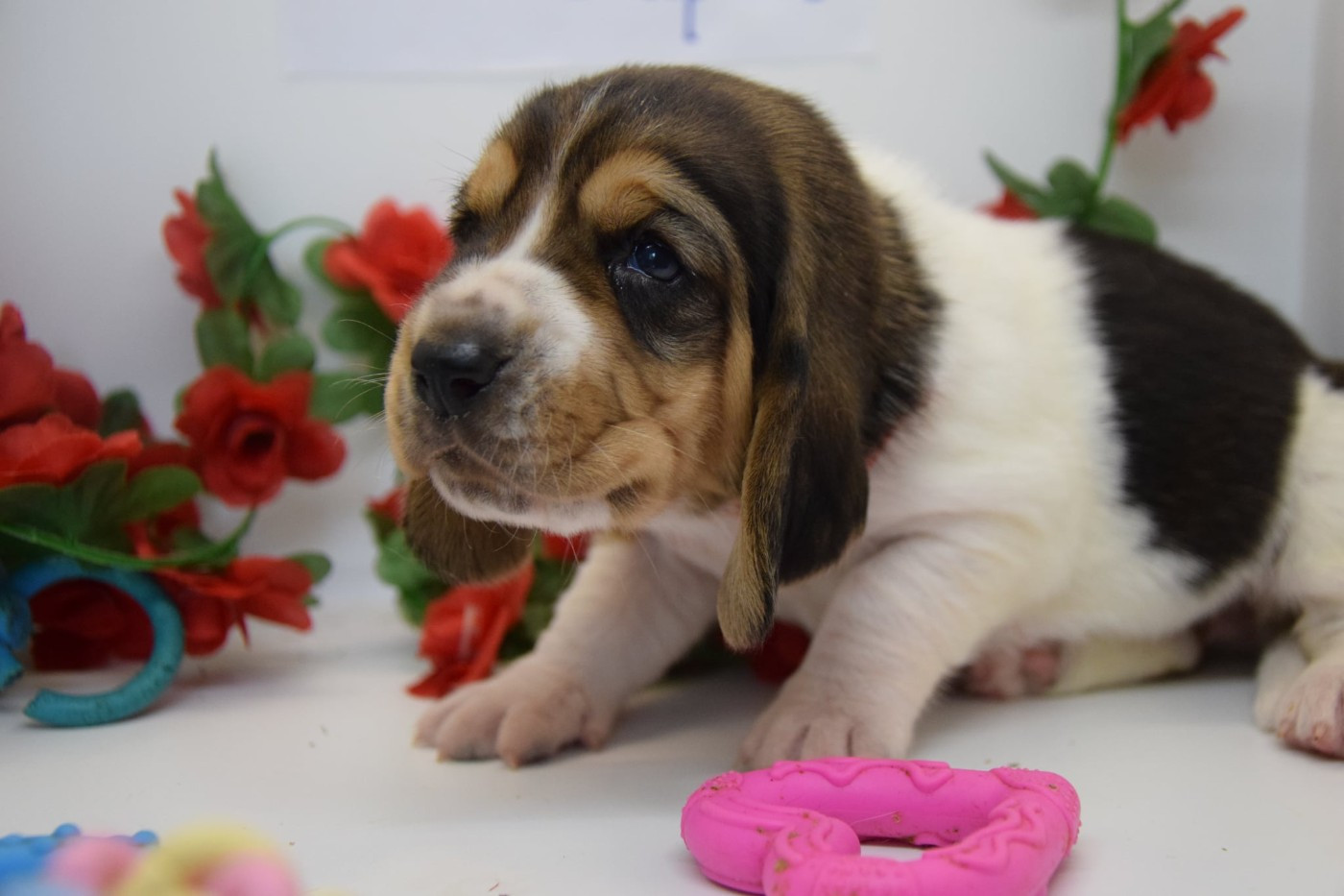 Des Contrées Alpines - Chiots disponibles - Basset Hound