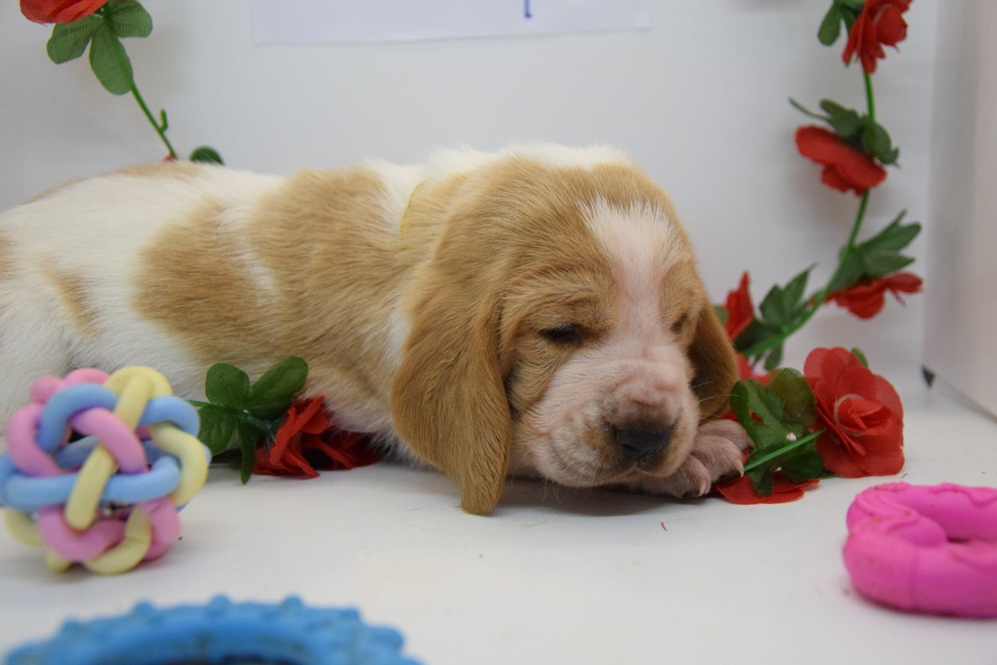 Des Contrées Alpines - Chiots disponibles - Basset Hound