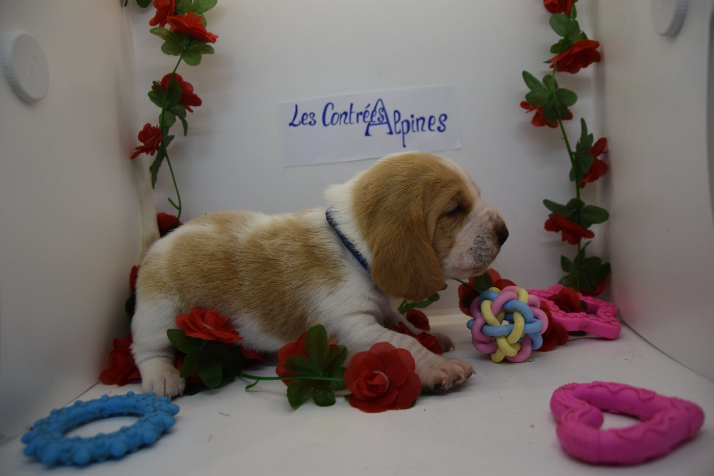 Des Contrées Alpines - Chiots disponibles - Basset Hound